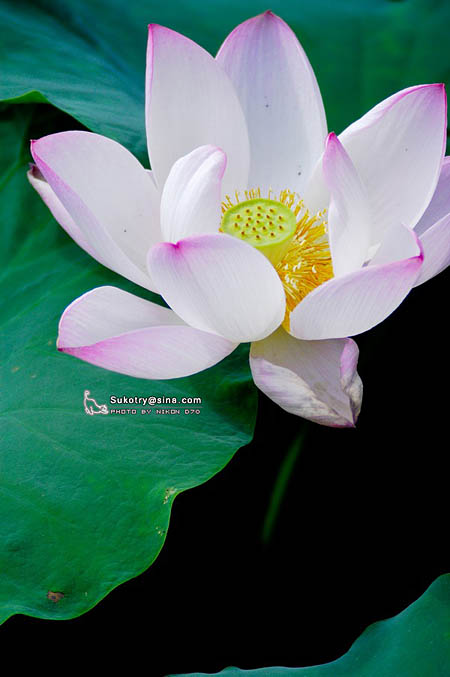 正值荷花盛开时 网友摄影作品欣赏