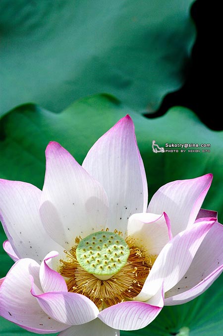 正值荷花盛开时 网友摄影作品欣赏