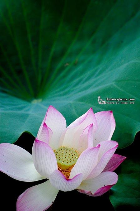 正值荷花盛开时 网友摄影作品欣赏