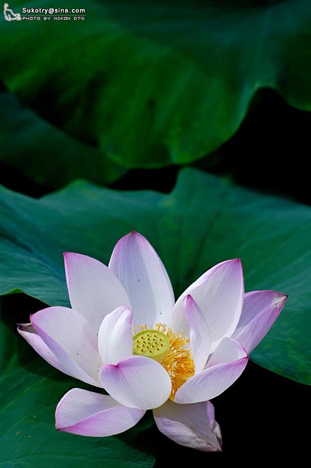 正值荷花盛开时 网友摄影作品欣赏