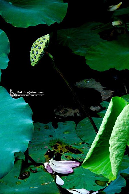 正值荷花盛开时 网友摄影作品欣赏