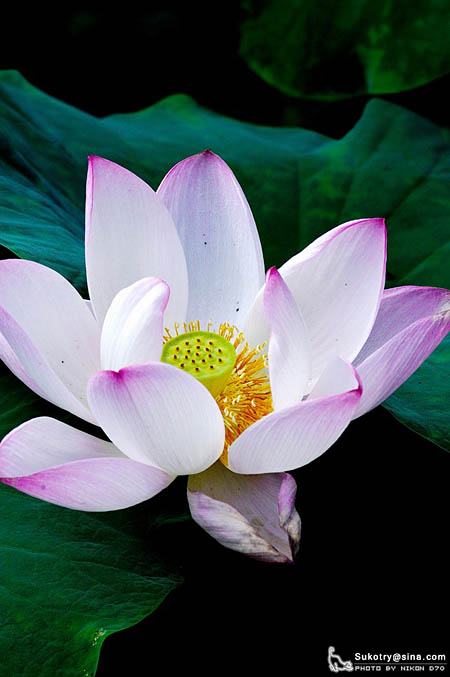 正值荷花盛开时 网友摄影作品欣赏