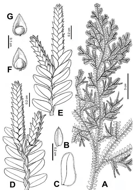 桂海卷柏手绘墨线图
