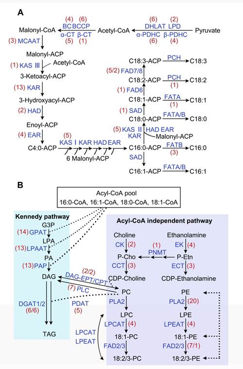 牡丹种子中脂肪合成途径(a:脂肪酸生物合成途径;b:三酰甘油生物