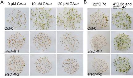 atsdr4l种子休眠加深且对ga处理不敏感